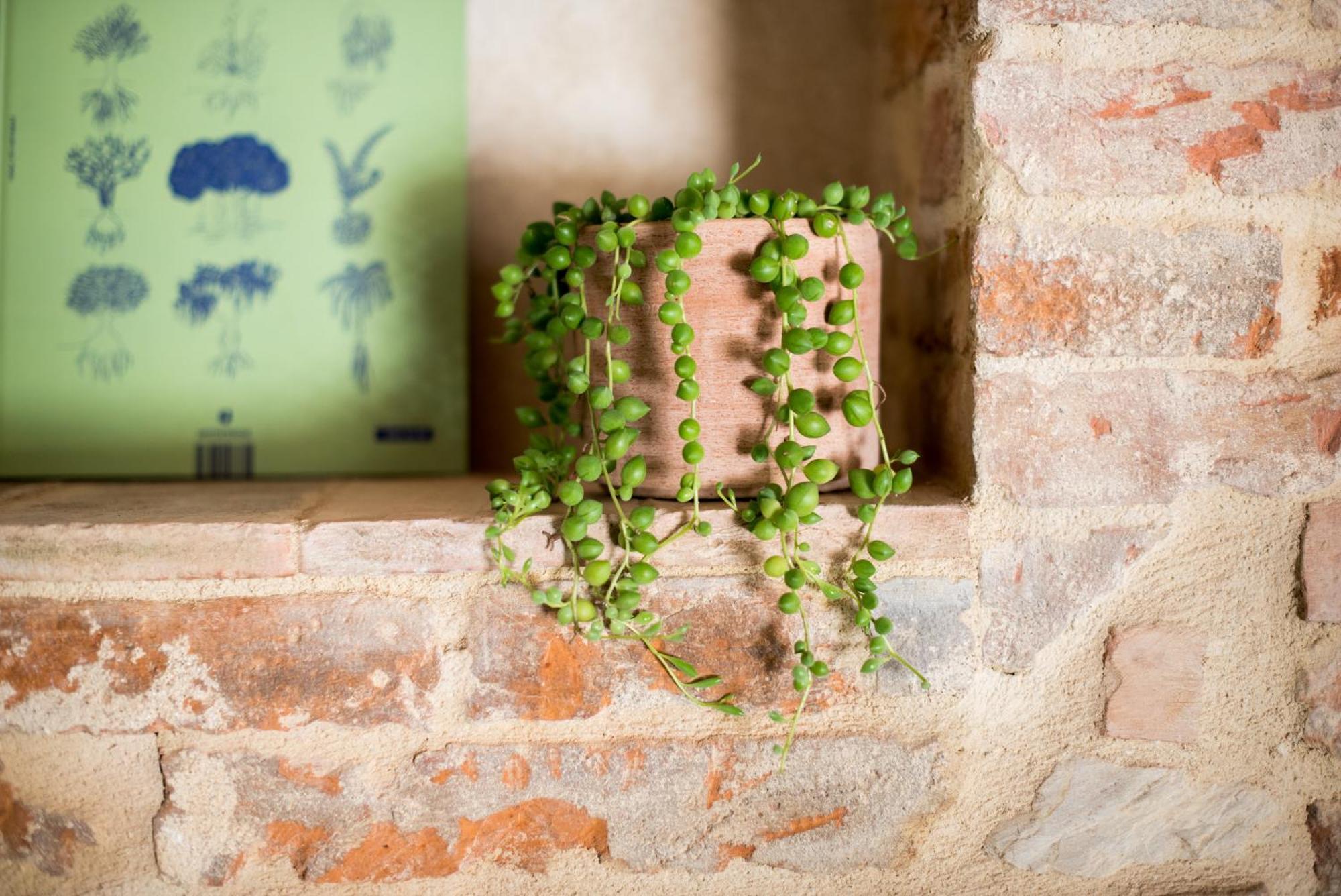 Agriturismo Casalino18 Tognazza 外观 照片